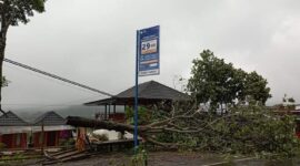 Pohon tumbang di pinggir jalan Sembalun (Facebook Sembalun Online)