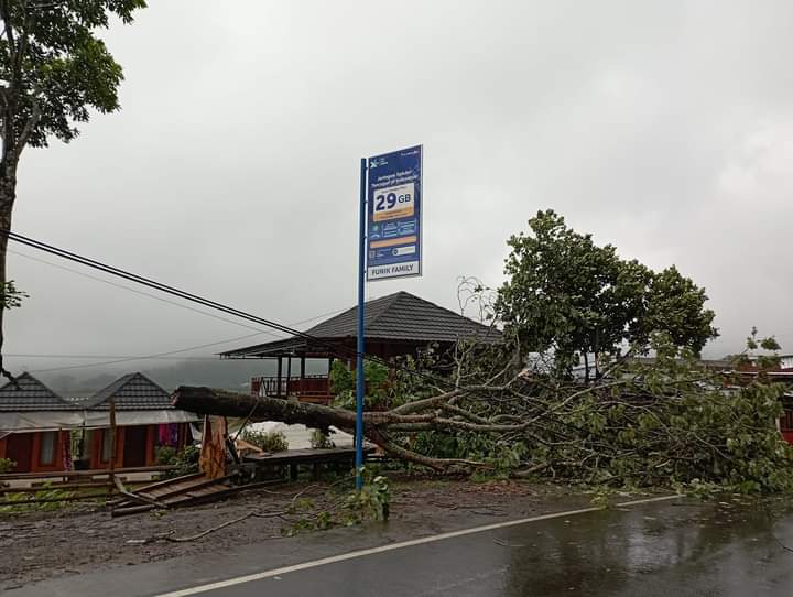 Pohon tumbang di pinggir jalan Sembalun (Facebook Sembalun Online)