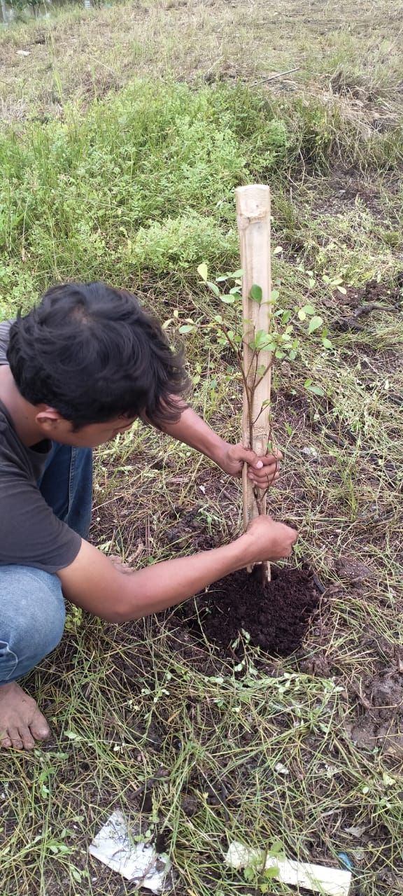 Penanaman bibit pohon ketapang kencana.