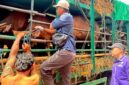 Pengecekan sapi di Pelabuhan Gili Mas (istimerwa)