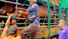 Pengecekan sapi di Pelabuhan Gili Mas (istimerwa)