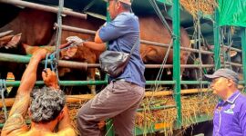 Pengecekan sapi di Pelabuhan Gili Mas (istimerwa)