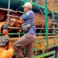 Pengecekan sapi di Pelabuhan Gili Mas (istimerwa)