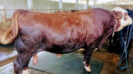 Inilah sapi yang dibeli Presiden Republik Indonesia Prabowo Subianto di peternak Asal Kelurahan Sasake, Lombok Tengah. Bobotnya 1,50 Ton (Ahmad Sakurniawan/Koran Mandalika)