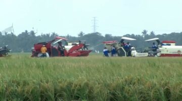 ‎Produksi Padi Meningkat 16 Persen pada 2025, NTB Komitmen Perkuat Swasembada Pangan