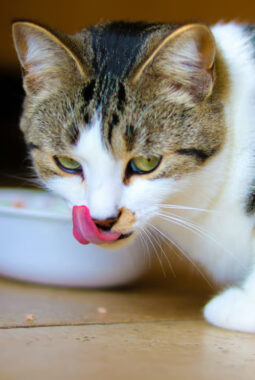 berita-rekomendasi-foto