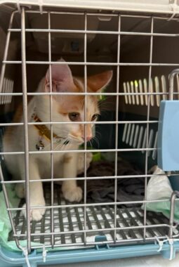 berita-rekomendasi-foto