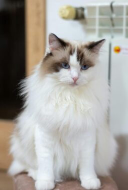 berita-rekomendasi-foto